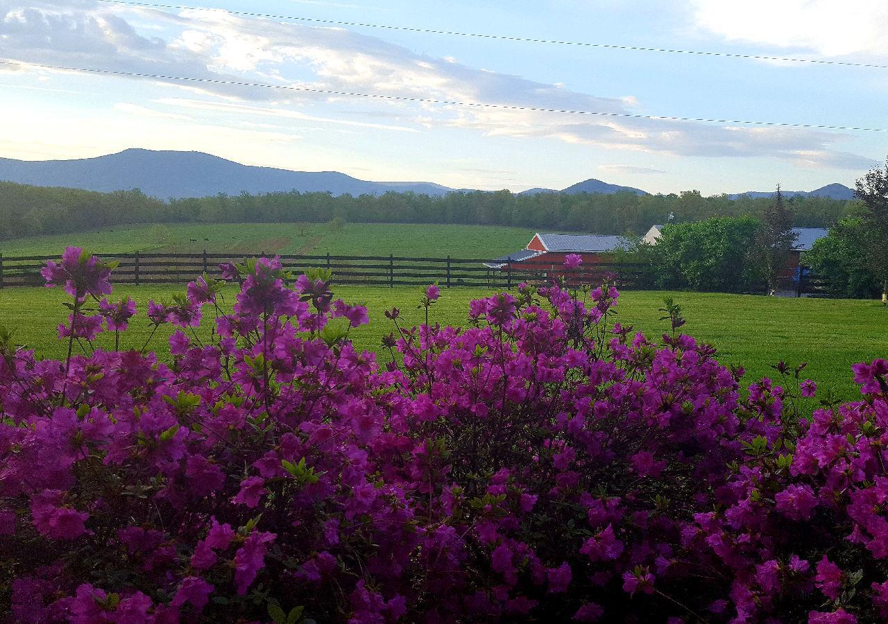 Piney Hill B&B And Cottages Luray Luaran gambar